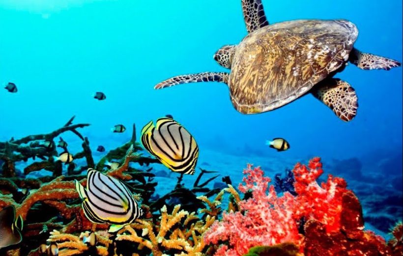 Tumbatu Snorkeling